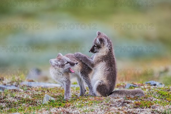 Arctic fox (Vulpes lagopus)