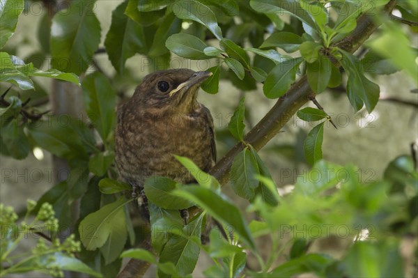 Blackbird (Turdus merula)