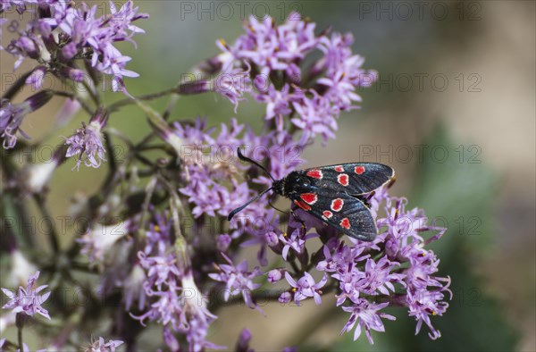 Zygaena carniolica (Zygaena carniolica virginea) Val Troncea nature park Park