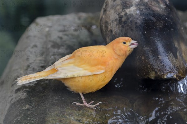 Domestic canary (Serinus canaria domestica) Flower Island Siebenbergen