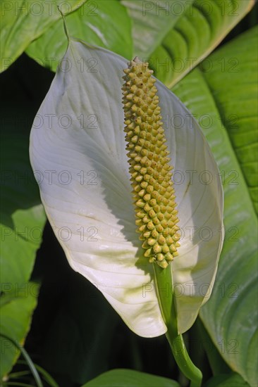 Wendland's (Spathiphyllum wendlandii) leaf vein