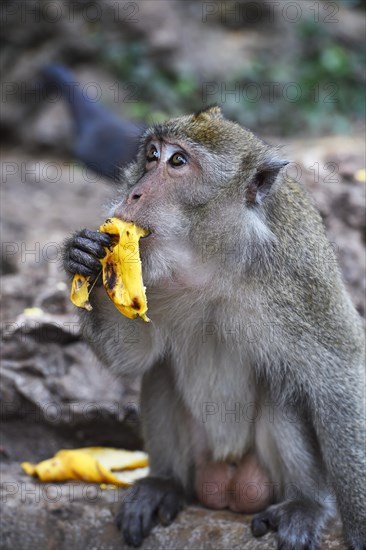 Crab-eating macaque (Macaca fascicularis)