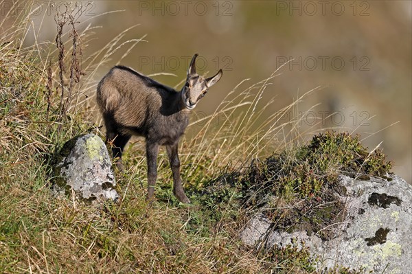 Chamois (Rupicapra rupicapra)