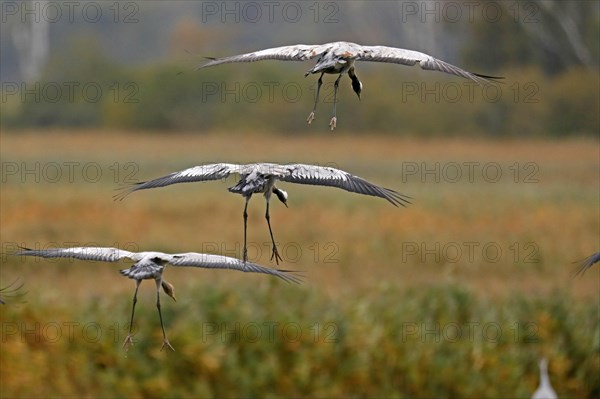 Cranes (Grus grus)