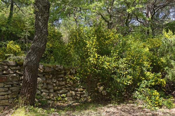 Forest near Oppede le Vieux