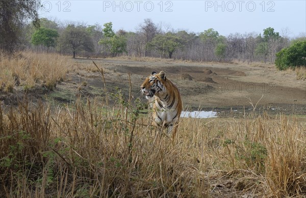 Female Bengal tiger (Panthera tigris tigris)