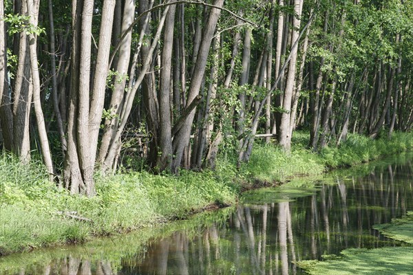 Watercourse through red alder scrub forest (Alnus glutinosa)