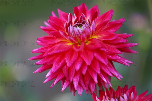 Cactus dahlia (dahlia cultivar)