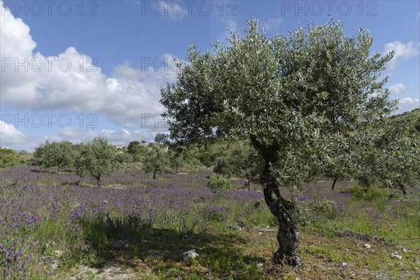 Olive grove (Olea europaea) with lavender (Lavandula stoechas)