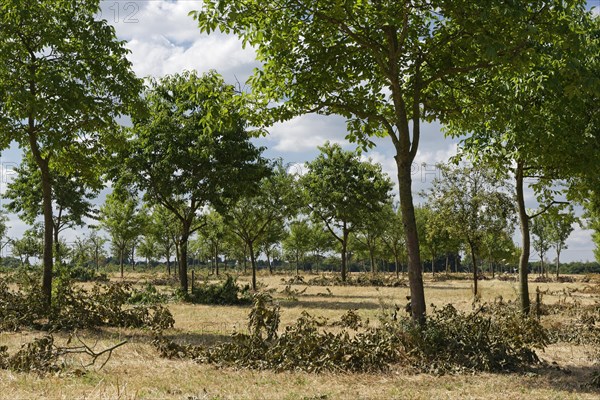 Apple trees (Malus)