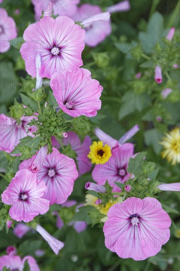 Cup mallow (Malva trimestris)