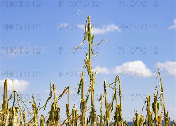 Maize (Zea mays) plants in a field with hail damage after a heavy storm