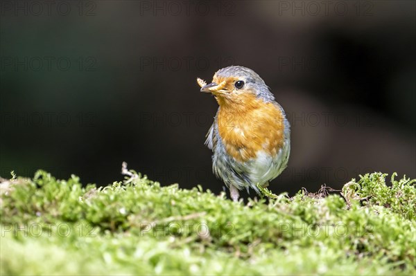 European robin (Erithacus rubecula)