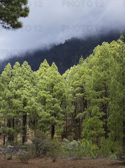 Canary Island pine (Pinus canariensis) Parque Nacional de la Caldera de Taburiente