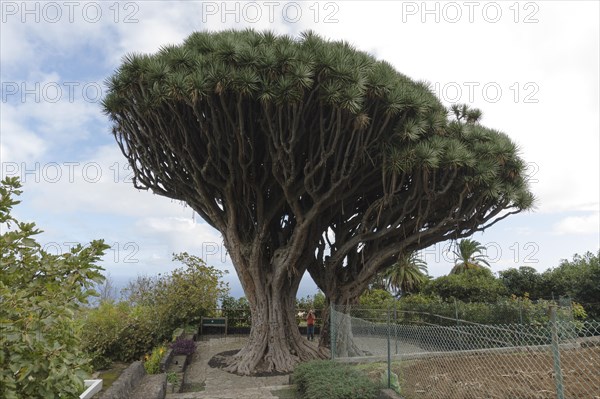 Canary Islands dragon tree (Dracaena draco) twin dragon tree