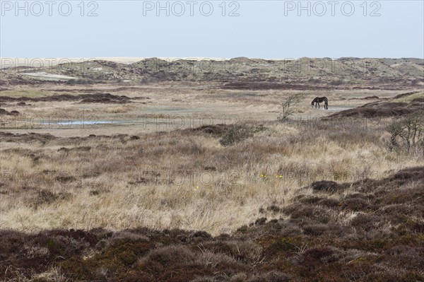 Exmoor Pony