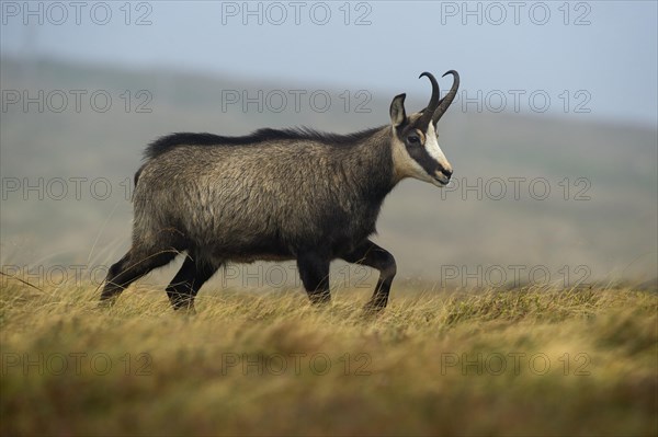 Chamois (Rupicapra rupicapra)