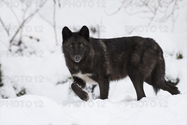 Algonquin wolf (Canis lupus lycaon)