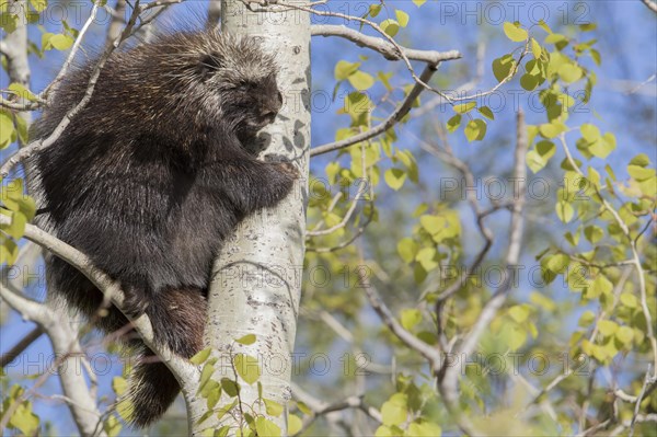 North American porcupine (Erethizon dorsatum)