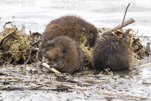 Muskrats (Ondatra zibethicus)