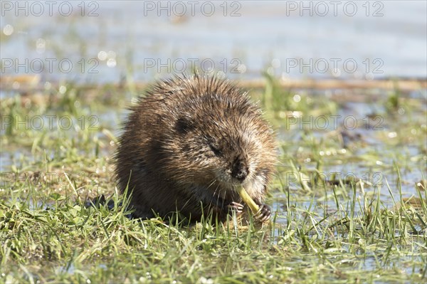 Muskrats (Ondatra zibethicus)