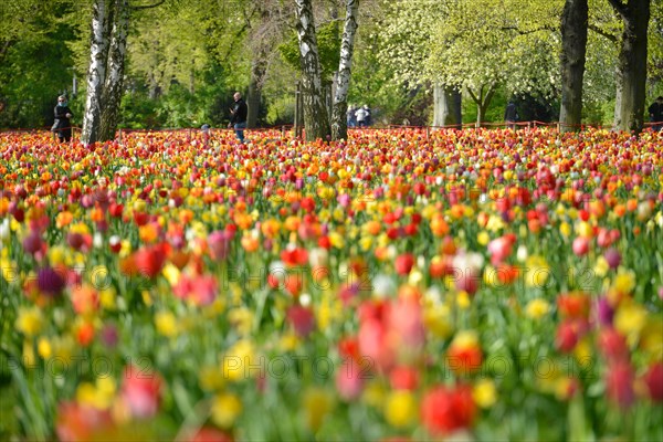 Tulip blossom