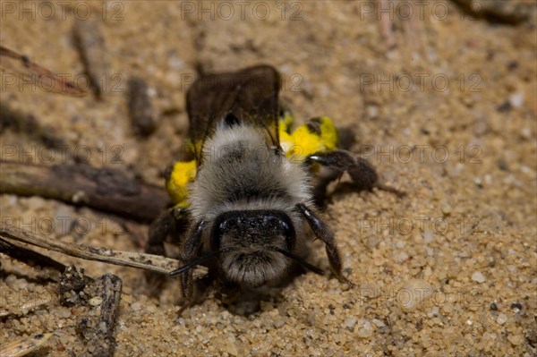 Grey-backed Mining-bee (Andrena vaga)