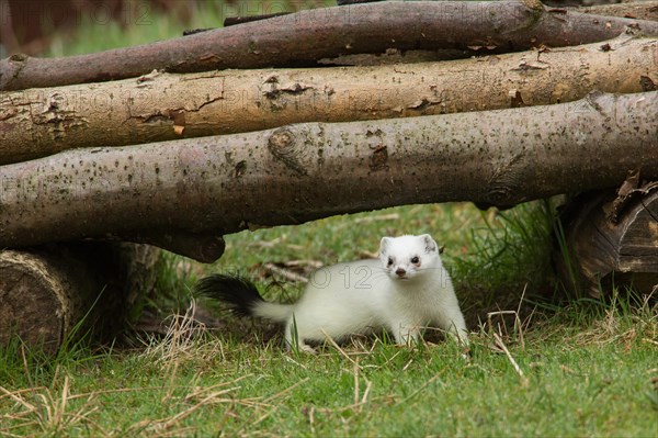 Stoats (Mustela erminea)