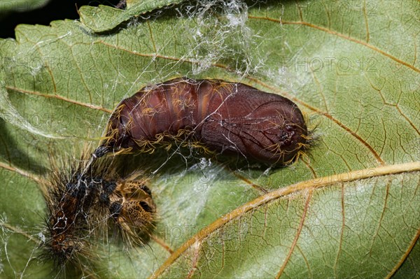 Gypsy moth