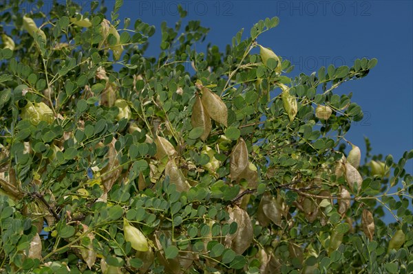 Bladder senna (Colutea arborescens)