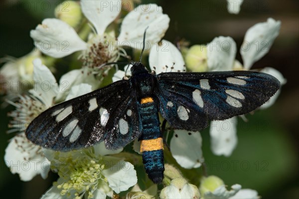 White-spotted Fritillary (Amata phegea)