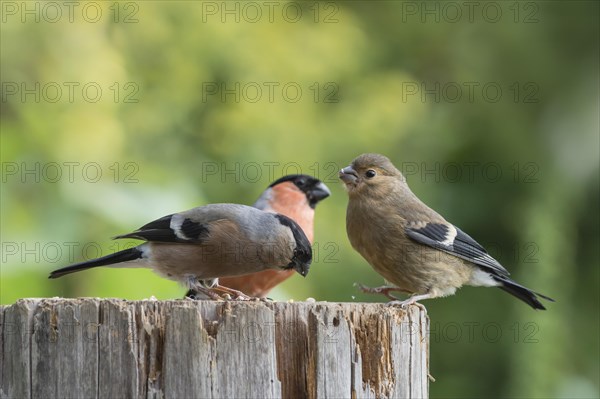 Eurasian bullfinch (Pyrrhula pyrrhula)