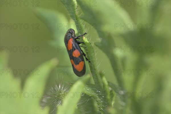 Red-and-black froghopper (Cercopis vulnerata) nature park Park Frau-Holle-Land