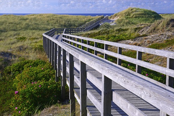 Boardwalk through the dunes to the beach of Kampen