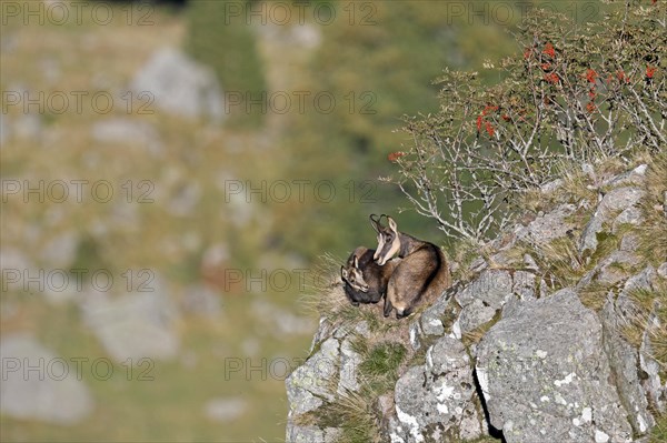 Chamois (Rupicapra rupicapra)