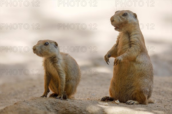 Black-tailed Prairie Dog (Cynomys ludovicianus)