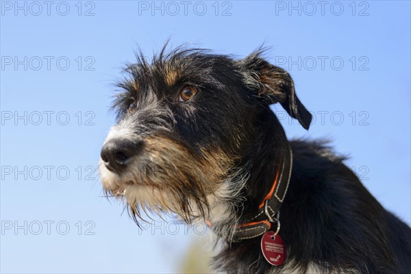 Mixed breed dog