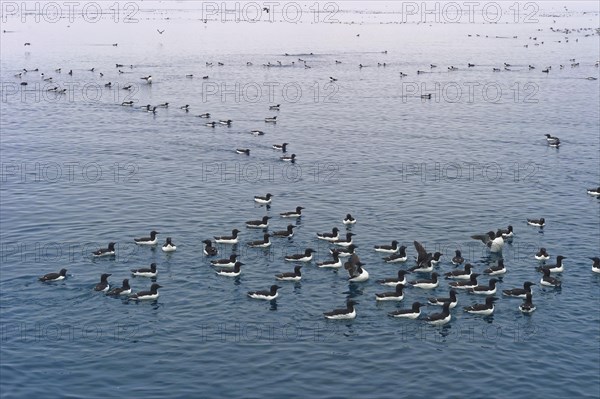 Thick-billed gulls (Uria lomvia) or Brunnich's guillemot swimming