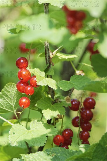 Fruits of the currant (Ribes rubrum)