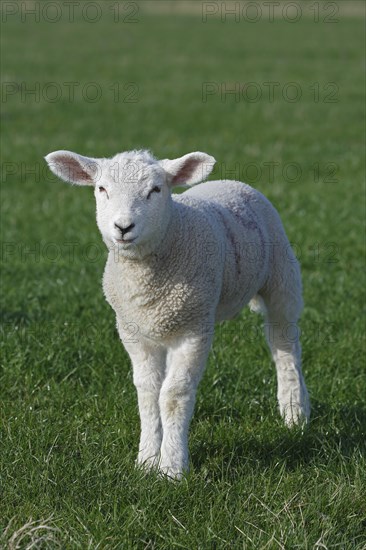 Domestic sheep