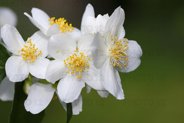 Sweet Mock orange (Philadelphus coronarius)