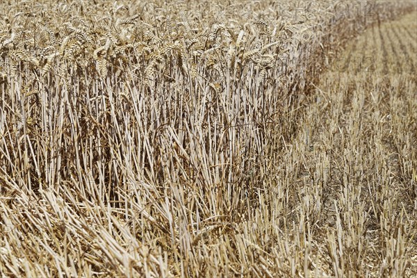 Field with wheat (Triticum) during harvest