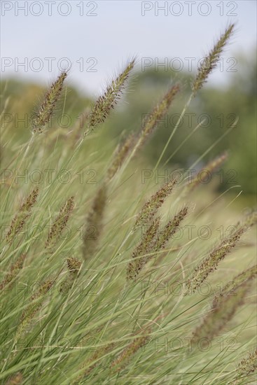 Dwarf Fountain Grass (Pennisetum alopecuroides)