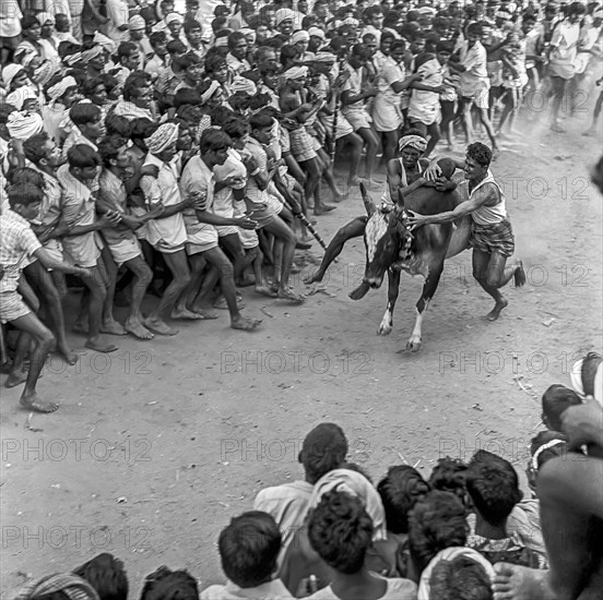 Jallikattu festival