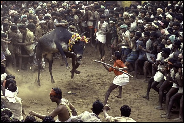 Jallikattu at Alanganallur near Madurai