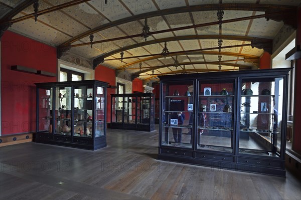 Exhibits and showcases