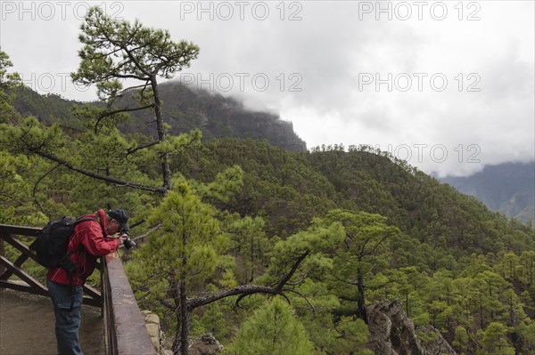 Canary Island pine (Pinus canariensis) Parque Nacional de la Caldera de Taburiente