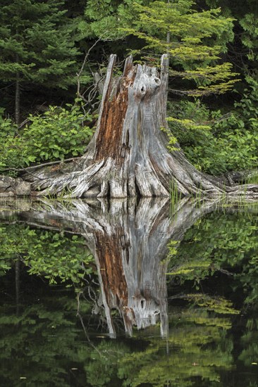 White pine stump
