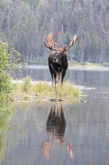 Dominant elk bull on the lakeshore during the rutting season