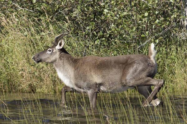 Reindeer